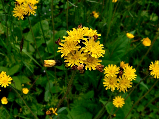 {Hieracium caespitosum}